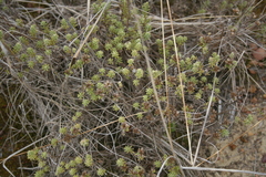 Oedera genistifolia