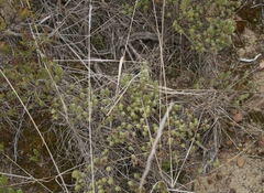 Oedera genistifolia