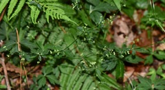 Sanicula liberta