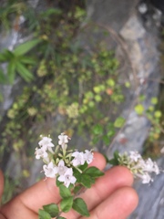 Abelia chinensis