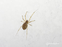 Bolephthyphantes index
