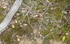 Triquetrella tristicha