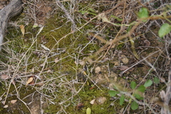 Triquetrella tristicha