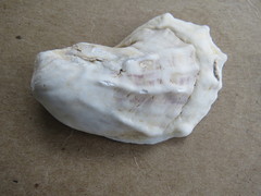 Crassostrea virginica