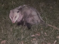 Didelphis virginiana