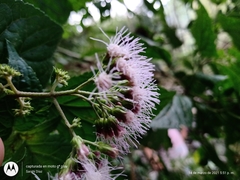 Bartlettina oresbia