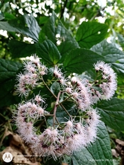Bartlettina oresbia