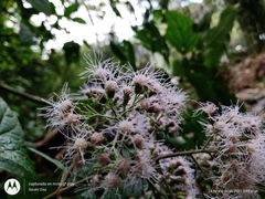Bartlettina oresbia