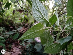 Bartlettina oresbia