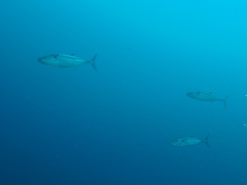 Dogtooth Tuna — seen at this dive site