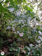 Bartlettina oresbia