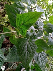 Bartlettina oresbia