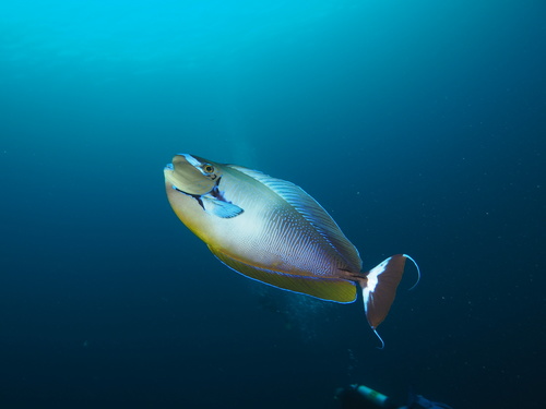 Bignose Unicornfish — seen at this dive site
