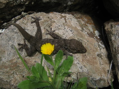 Tarentola gomerensis