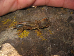 Gryllotalpa africana