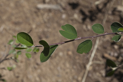 Cotoneaster songaricus