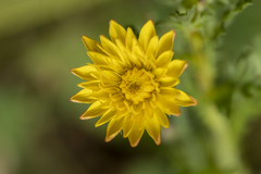 Hypochaeris achyrophorus