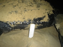 Dermochelys coriacea