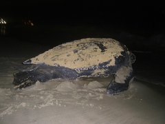 Dermochelys coriacea