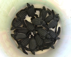 Dermochelys coriacea