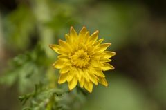 Hypochaeris achyrophorus