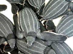 Dermochelys coriacea