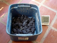 Dermochelys coriacea