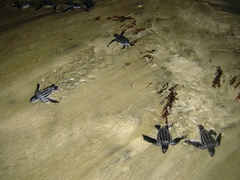 Dermochelys coriacea