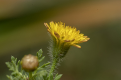 Hypochaeris achyrophorus