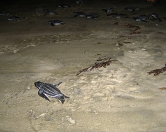 Dermochelys coriacea