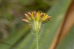 Hypochaeris achyrophorus