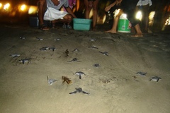 Dermochelys coriacea