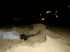 Dermochelys coriacea