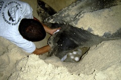 Dermochelys coriacea