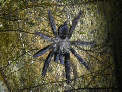 Psalmopoeus reduncus