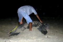 Dermochelys coriacea