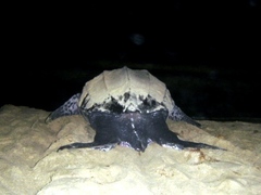 Dermochelys coriacea