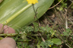 Hypochaeris achyrophorus