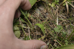 Hypochaeris achyrophorus