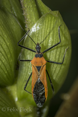 Zelus armillatus