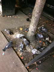 Columba livia domestica