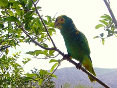 Amazona barbadensis