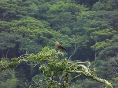 Buteogallus meridionalis