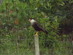 Caracara plancus