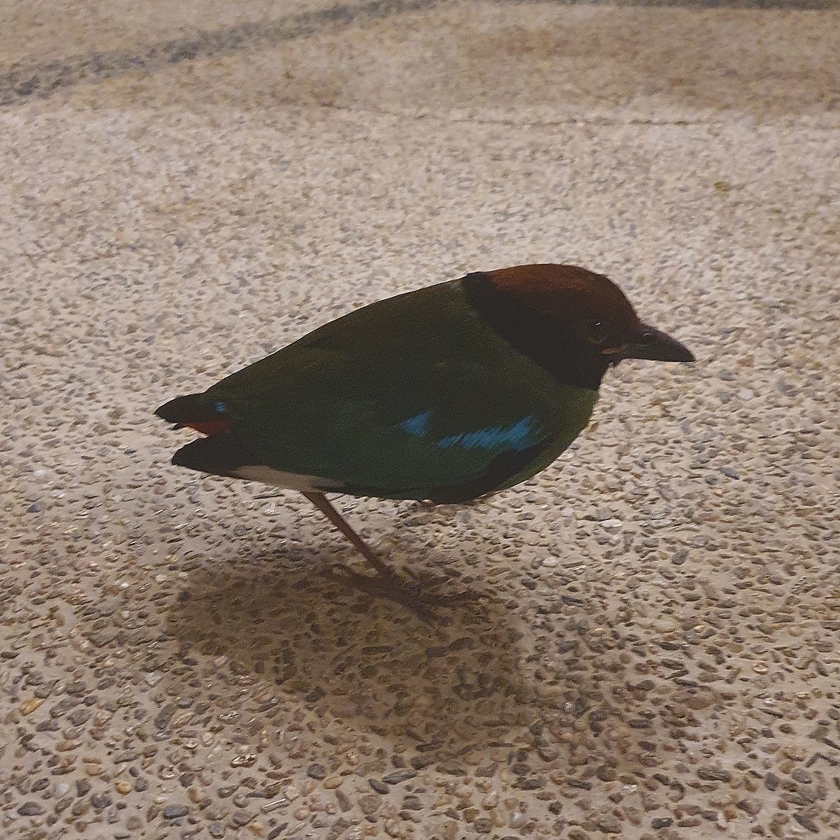 Western Hooded Pitta