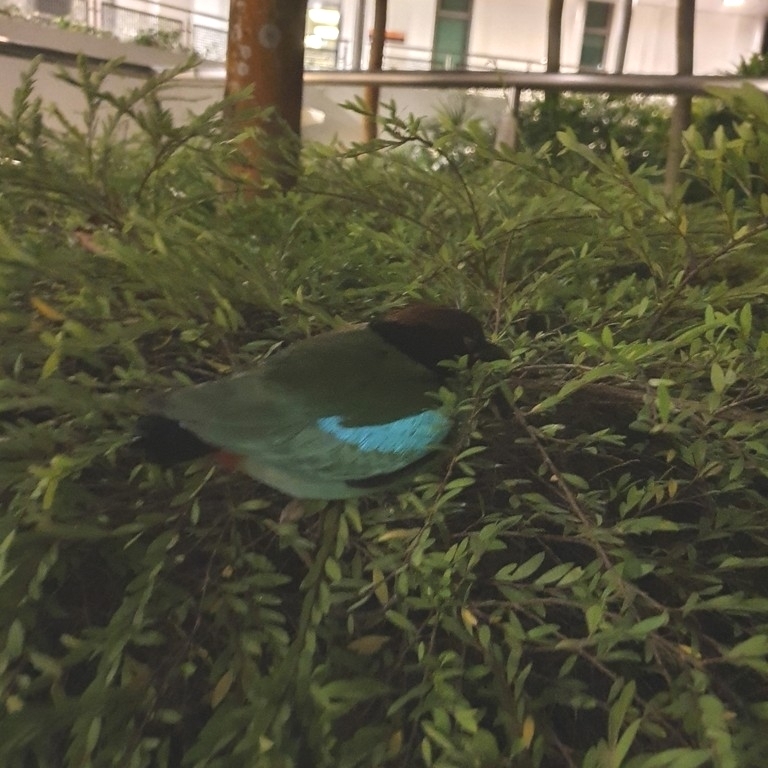 Western Hooded Pitta
