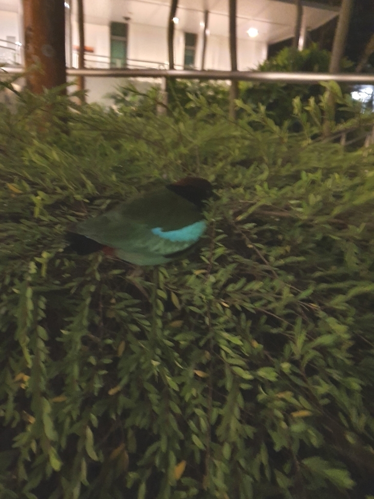 Western Hooded Pitta