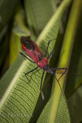 Zelus armillatus