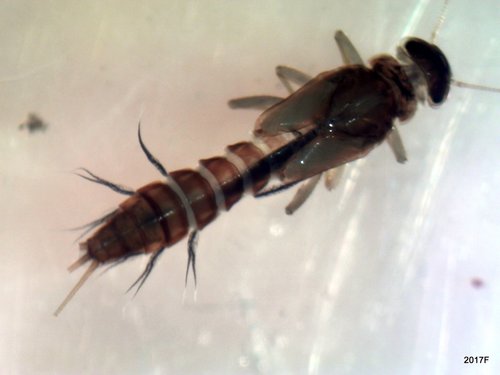Leptophlebiidae