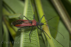 Zelus armillatus
